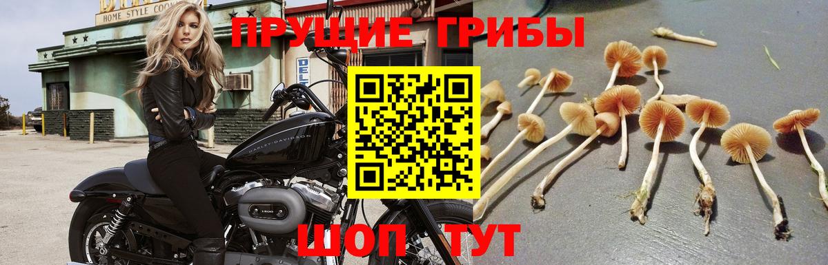 Галлюциногенные грибы прущие грибы Нижневартовск